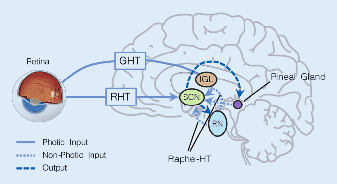 Effect of Light on Human Circadian Physiology — Duffy & Czeisler 2009
